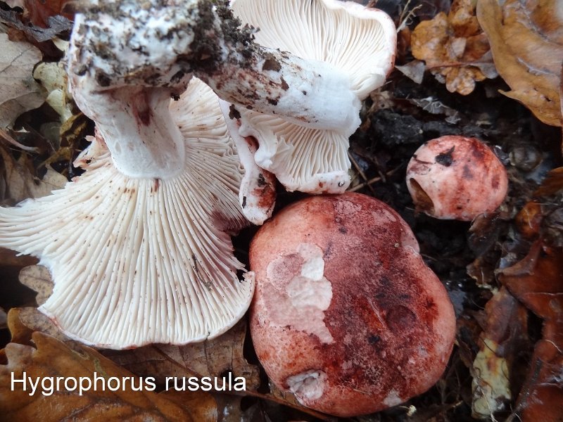 Hygrophorus russula-amf965-3.jpg - Hygrophorus russula